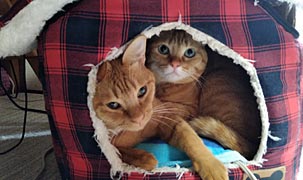 茶とら姉妹猫