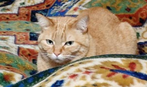 妹猫かなえ