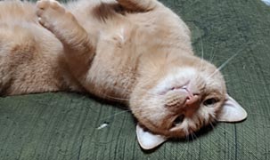 姉猫さちえ